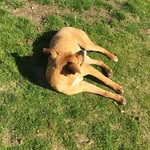 Maximus Roger 🐕 - @roger__max - Instagram