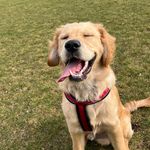 Roger Lee-Melling - @the.golden_roger - Instagram