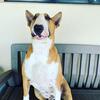 Roger - @rogerthebullterrier - TikTok