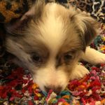 Christy Ausband - @roger_and_otis - Instagram