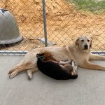 chubs, roger, and otis - @chubs.roger.and.otis - Instagram