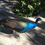 Roger Peacock - @rpeacock72 - Instagram