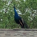Roger The Peacock - @roger_the_peacock - Instagram