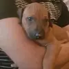 Roger Priestnall - @roger.priestnall - TikTok