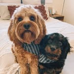 Roger + Ralph the Cavoodles - @roger.and.ralph - Instagram