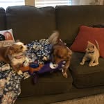 Philly, Ginny, & Charlie - @rogersredheadrescues - Instagram