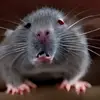 Roger Reetz the Rat - @roger.reetz.the.r - TikTok