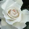 RogerRegnier - @dovieagycdt - TikTok