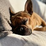 Roger - @roger.rex.1 - Instagram