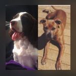 Ringo And Roger - @ring_o_roger - Instagram