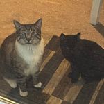 Roger and Ripley - @roger.that.ripley - Instagram