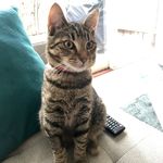 Roger Wesley Ripley - @acatcalledroger - Instagram