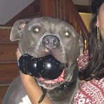Roscoe - @mr.roscoerogers - Instagram