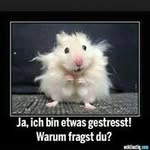 Roger Rüegger - @rogerruegger - Instagram