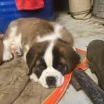 Roger - @roger_saint_bernard - Instagram