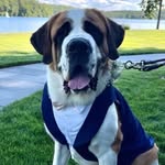 Roger The Saint - @roger_the_saintbernard - Instagram