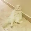 salamroger - @salamroger - TikTok