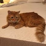 Roger Shaffer - @daddycat9 - Instagram