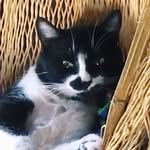 𝑅𝑜𝑔𝑒𝑟 𝑆ℎ𝑒𝑙𝑑𝑜𝑛 🐈‍⬛ - @roge_rsheldon - Instagram