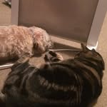 Sheldon the cat. Roger the dog - @sheldon_and_roger - Instagram