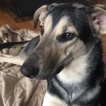 Roger Shore - @rogerdodgerthedog - Instagram