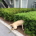 @roger.soto - Instagram