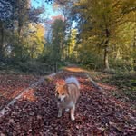 Roger the Star🌸🌼🌷lets explore the beautiful nature with me!🌷🌼🌸 - @rogerstar44 - Instagram