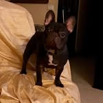 @rogerstar_bulldog - Instagram