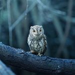 Roger Strong - @rogerstrong2001 - Instagram