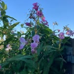 Roger Sturman - @sturmanroger - Instagram