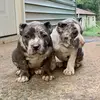 Roger Suazo - @qcbuiltbullies - TikTok