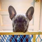 Roger Sutton - @frenchbulldogroger - Instagram