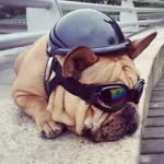 Roger Tedesco - @roggertedesco - Instagram
