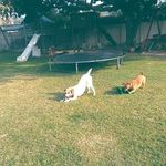 Roger and Riley Thorne - @roger_and_riley_ - Instagram