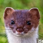 Roger Tillman - @anxiety_stoat - Instagram