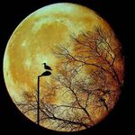 roger whitaker - @rogerwhitaker4732 - Instagram