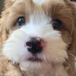 Roger Wright - @rogerthecav - Instagram