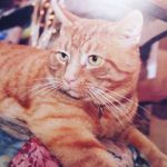 roger wyatt - @rogermaureenwyatt - Instagram