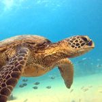 Roger Wyatt - @scubadivernc - Instagram