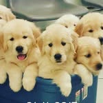 Rohan Barnes - @lovely_dog.myheart - Instagram