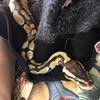Rohan Barton - @rohan_mighty - TikTok