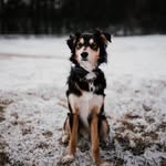 Rohan Slater - @rohancash_dog - Instagram
