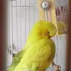 rohanwest1 - @rohanwest8 - TikTok