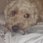 Roisin Fitzpatrick - @rofitz97 - Instagram