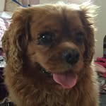 Roisinhenry - @live_life_and_love_pandas - Instagram