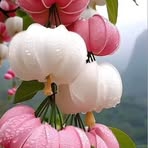 Rokeya Ahmed - Facebook