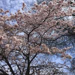 Rokeya Ahmed - @rokeya.ahmed - Instagram