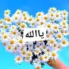 rolasaab50 - @rolasaab50 - TikTok