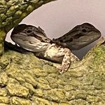 roland knight - @roland_beardies - Instagram