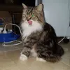 Roland Seet - @roland.seet - TikTok